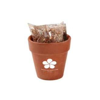 Seed Sensations Terracotta Pot